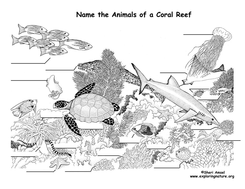 Coral Reef Animals Labeling Page
